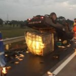 Pikap Muat Ikan Tombro Tujuan Sidoarjo Terbalik di Tol Madiun-Kertosono