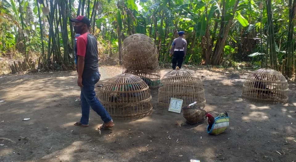 Dorr... Tembakan Polisi Bikin Pejudi Sabung Ayam di Jombang Semburat