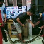 Heboh, Ular Piton di Plafon Kamar Mandi Rumah Warga Tuban