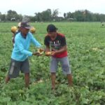 Curhat Petani di Jombang, Blewah 2 Hektar Gagal Panen Diguyur Hujan