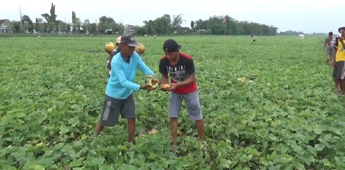 Curhat Petani di Jombang, Blewah 2 Hektar Gagal Panen Diguyur Hujan