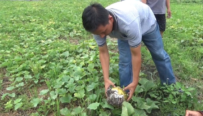 Diguyur Hujan, Sawah 100 Hektar di Jombang Gagal Panen Blewah