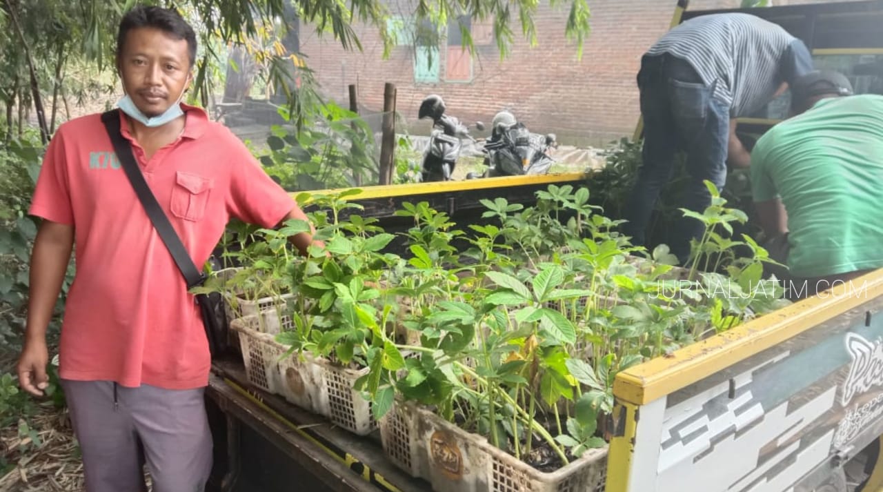 Berawal Pengetahuan Internet, Petani di Jombang sukses Budidaya Porang