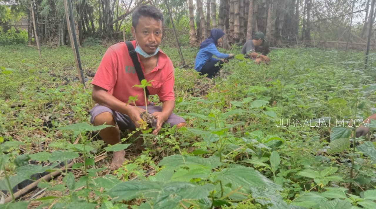 Berawal Pengetahuan Internet, Petani di Jombang sukses Budidaya Porang