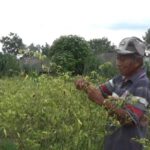 Tanaman Cabai di Jombang Rusak Diserang Hama Saat Harganya Naik