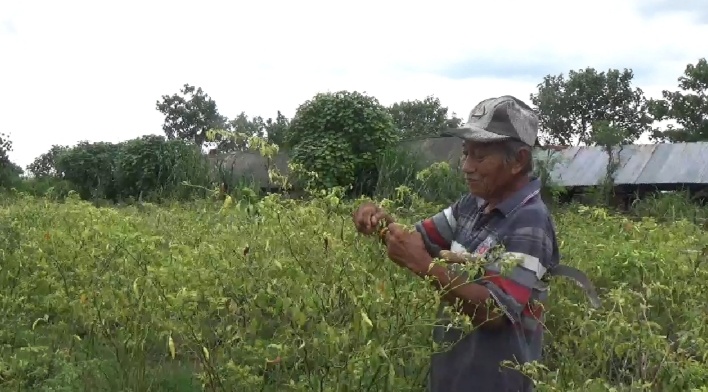 Tanaman Cabai di Jombang Rusak Diserang Hama Saat Harganya Naik