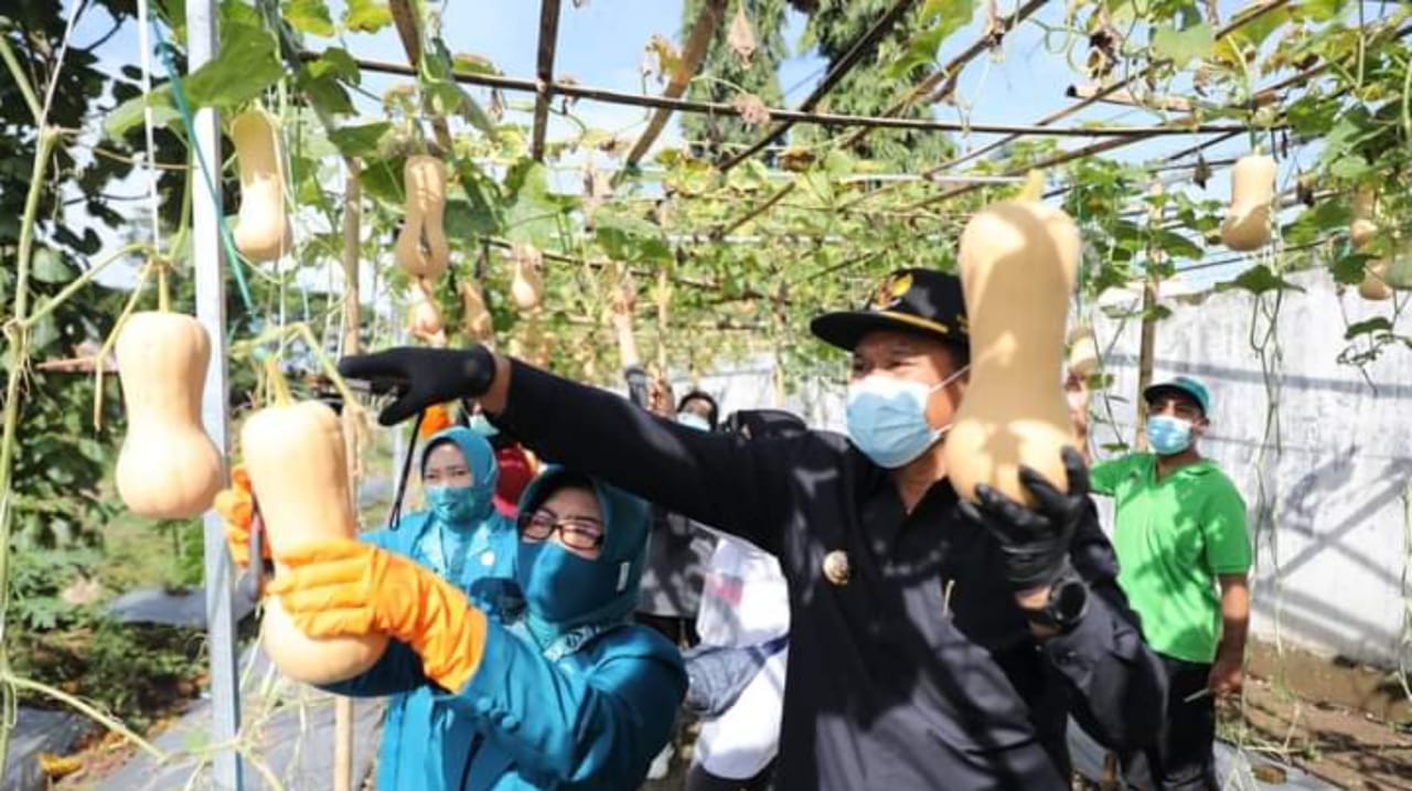 Wali Kota Madiun Panen Tanaman Budidaya di Agrowisata Ngrowo Bening