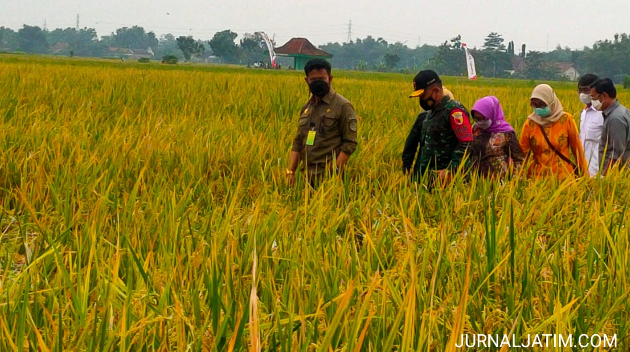 Panen raya padi Jombang, Mentan sampaikan pertanian tak pernah ingkar