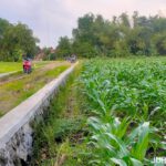 Petani Jombang Rasakan Dampak Positif Bangunan TPT di Persawahan