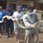 Heboh, Ular Sanca 4 Meter Berkeliaran di Halaman Rumah Warga Jombang