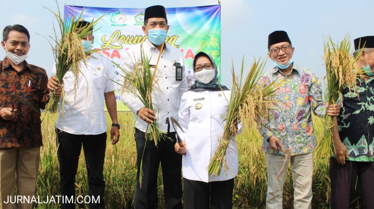Bupati Jombang Apresiasi Petani Panen Raya Padi Organik di Banjarsari