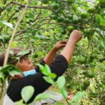 Petani Jeruk Siam di Trucuk Bojonegoro Panen Melimpah