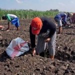 Petani di Kota Kediri Sekolah Lapang Tanam Bawang Merah