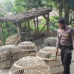 Judi Sabung di Mojowarno Jombang Digerebek, 9 Ekor Ayam Diamankan