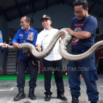 Ular Sanca Sepanjang 4 Meter Terjepit Plafon Rumah Warga di Jombang