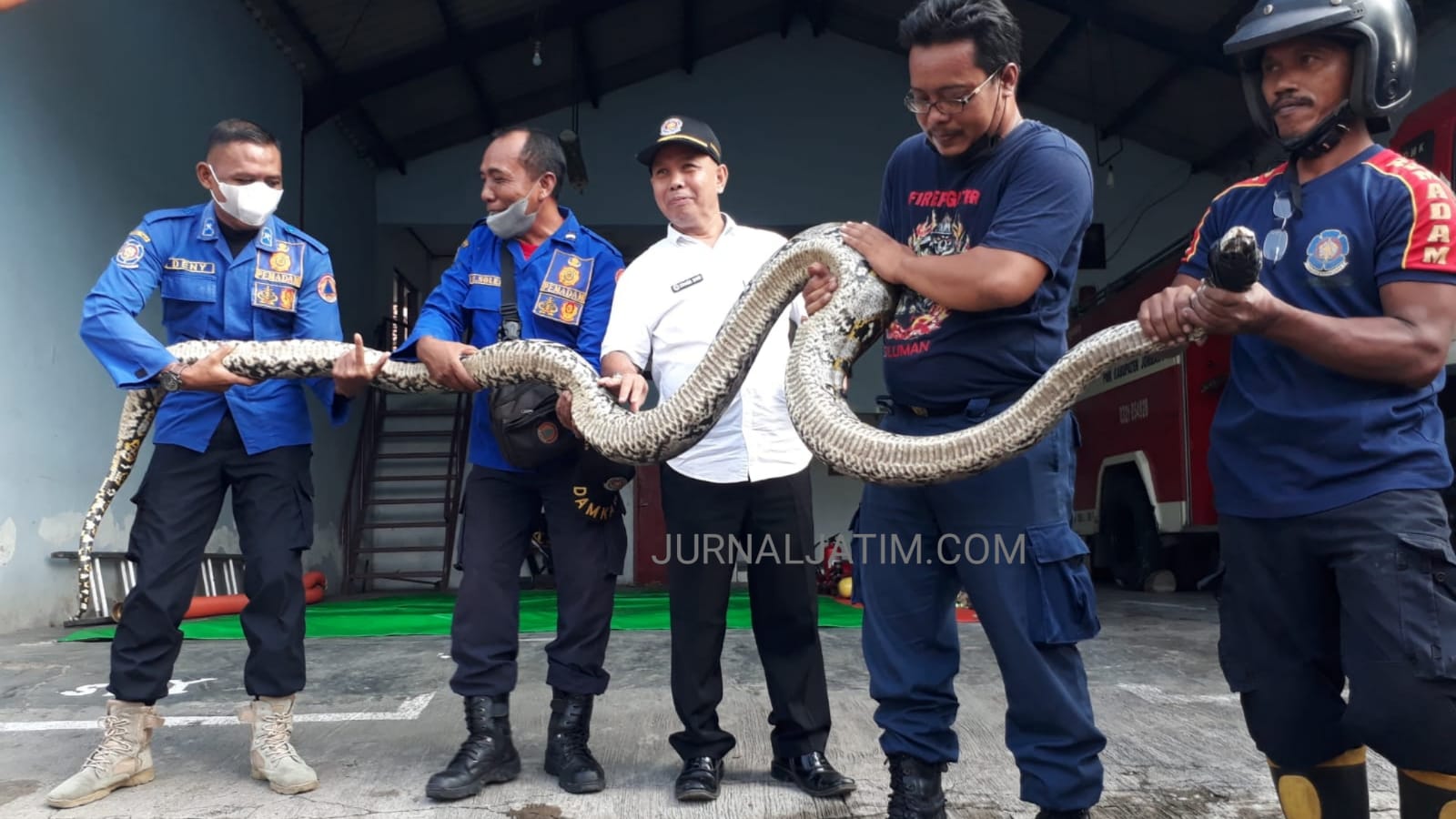 Ular Sanca Sepanjang 4 Meter Terjepit Plafon Rumah Warga di Jombang