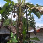 IMG-20220303-WA0017 Gempar, Ada Pohon Pisang Bertandan-Berjantung Dua di Jombang