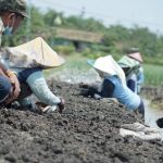 Bupati Soppeng Studi Tiru Pengembangan Bawang Mewah di Nganjuk