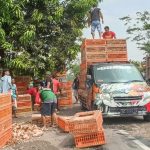 Truk Terguling di Jombang, Dua Ton Ekor Ayam Tumpah dan Mati