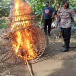 Gerebek Sabung Ayam di Jombang, 2 Ekor Disita, Kurungan Dibakar
