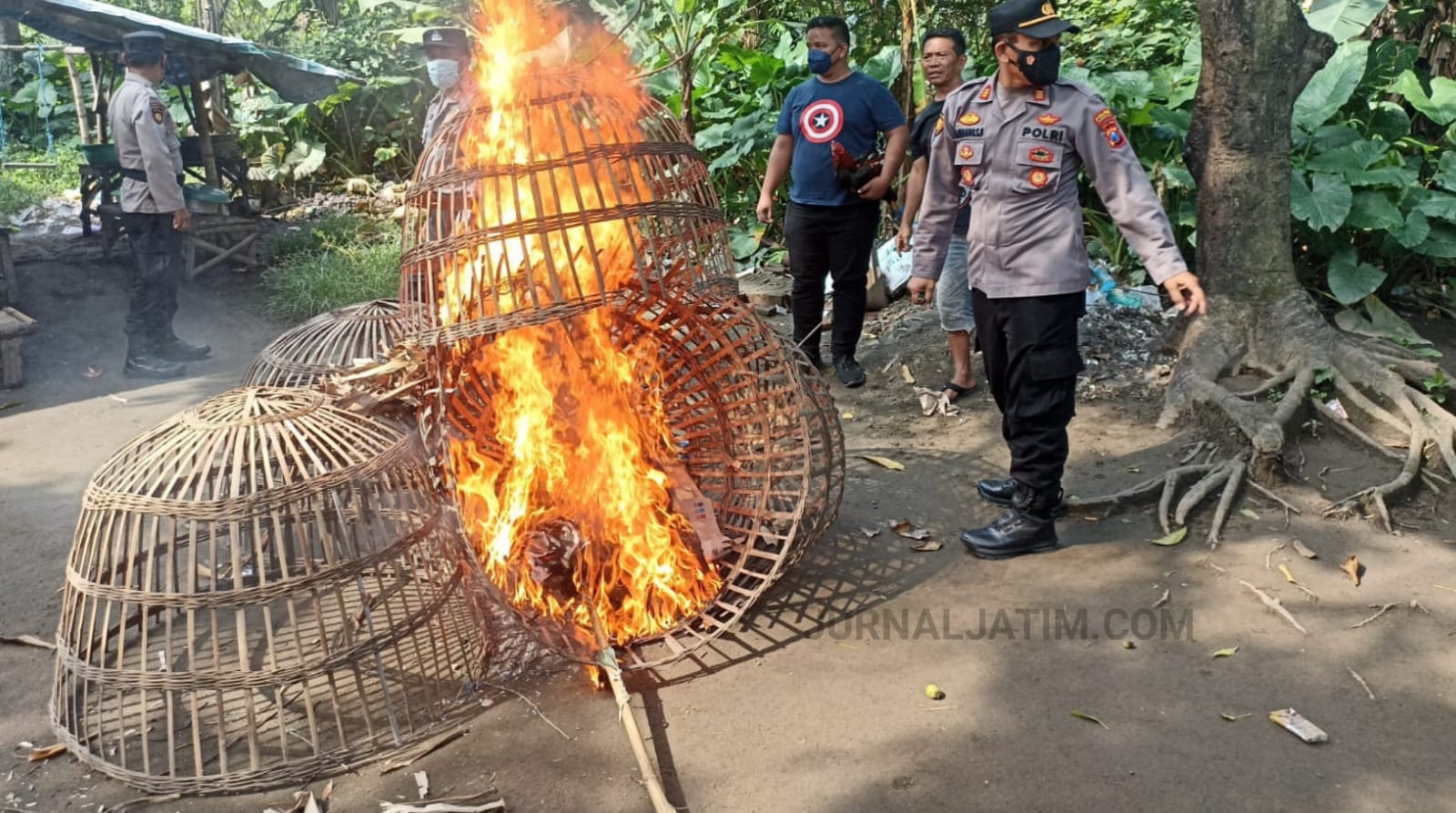 Gerebek Sabung Ayam di Jombang, 2 Ekor Disita, Kurungan Dibakar