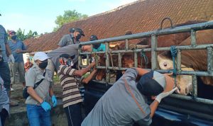 Jombang, Jurnal Jatim - Jumlah hewan ternak sapi yang terjangkit gejala mirip penyakit mulut dan kuku (PMK) di Jombang, Jawa Timur bertambah dari 96 ekor menjadi