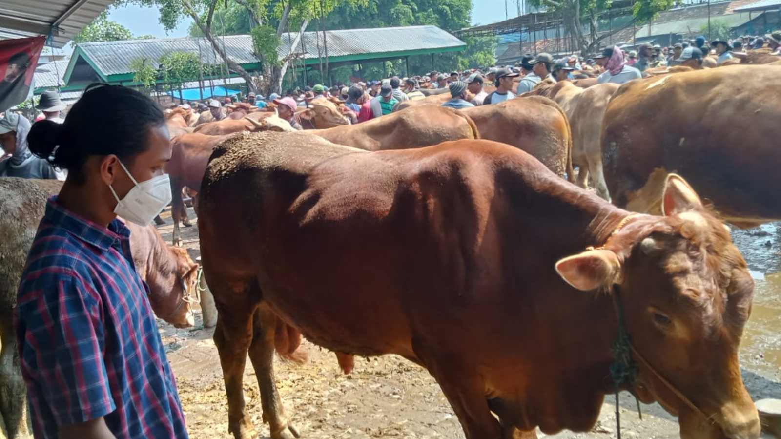 Hewan Ternak Terjangkit PMK di Tuban Bertambah, Jadi 180 Ekor Sapi