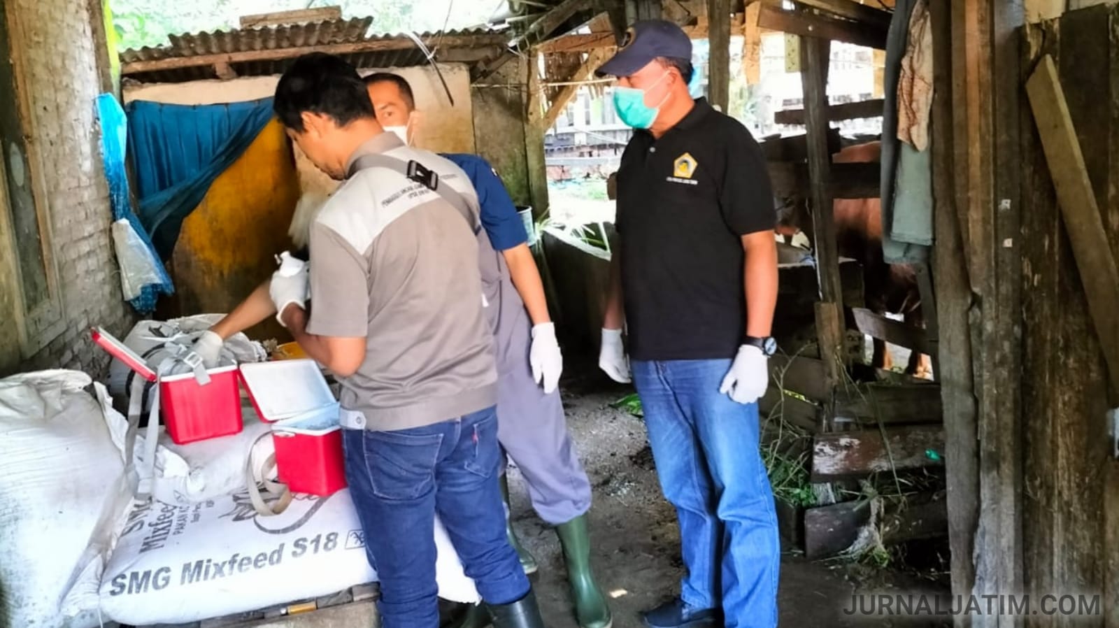 Dahulukan Sapi Perah, 8.500 Dosis Vaksin Mulai Digelar di Jombang