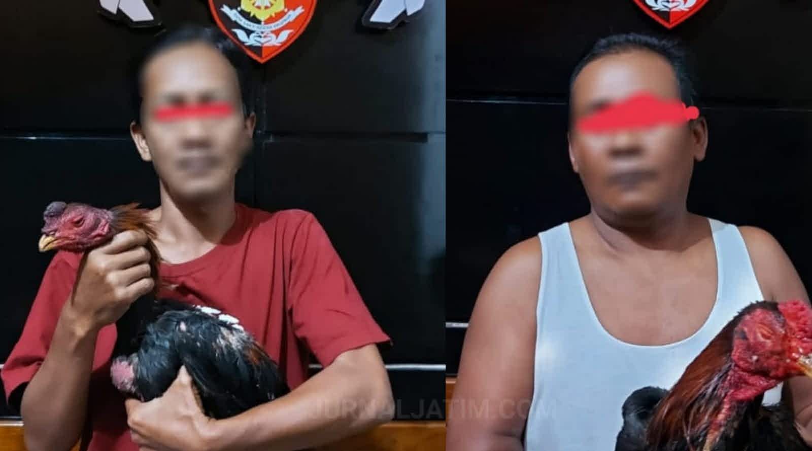 Gerebek Judi Sabung Ayam di Jombang, 2 Pria Pemalas Ditangkap