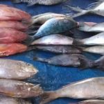 Konsumsi Ikan di Jombang Masih Rendah Meski Hasil Produksi Tinggi