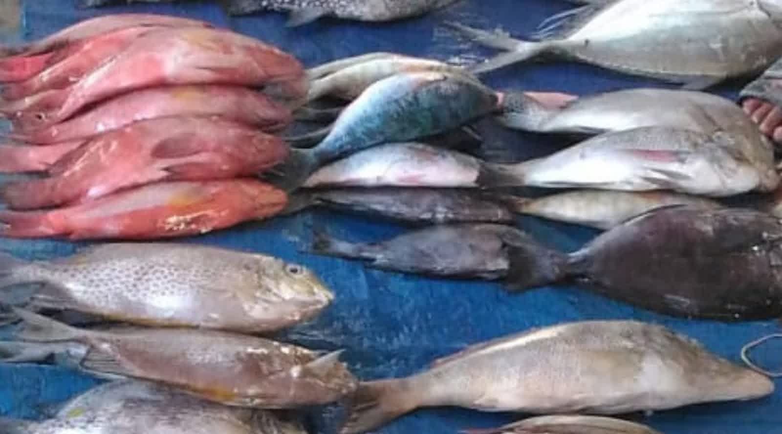 Konsumsi Ikan di Jombang Masih Rendah Meski Hasil Produksi Tinggi
