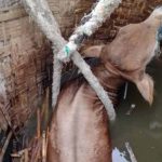 Detik-detik Evakuasi Sapi Jantan dari Dalam Sumur Warga di Tuban