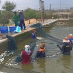 Limbah Pasir Silika Tuban Disulap untuk Budidaya Udang Vaname