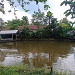 Pesantren Attahdzib Jombang Sukses Tangkar Ikan Bawal Metode Pemijahan Campur