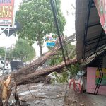Hujan Disertai Angin Akibatkan Pohon Tumbang Timpa Warung di Jombang