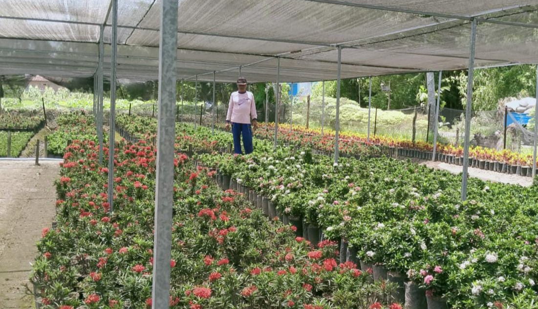 Petani di Jombang Manfaatkan Sawah untuk Budidaya Bunga Asoka