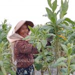 Petani Tembakau di Jombang Lakukan Panen Penghabisan