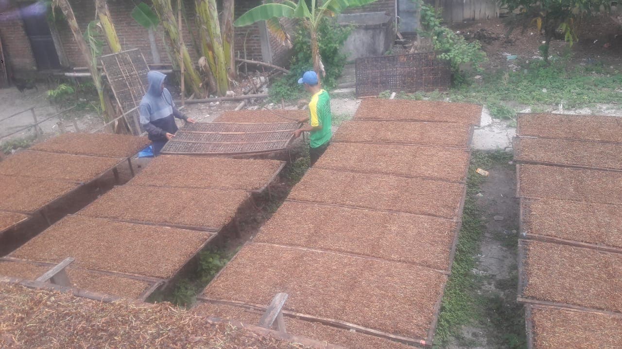 Cuaca Tak Menentu, Harga Jual Tembakau Petani di Jombang Stabil, Alhamdulillah