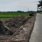 Pohon Asem di Jalan Bisri Syansuri Jombang Ditebang, Aktivis Lingkungan Somasi Bupati