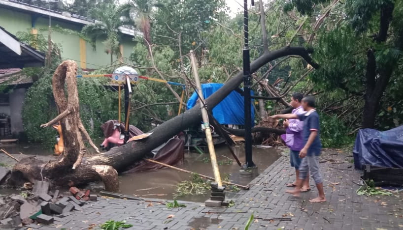 Angin Kencang, Pohon di Jombang Tumbang Timpa Arena Bermain Anak Hingga Rusak