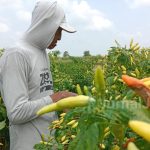 Produksi Cabai Petani di Jombang Merosot Diserang Hama Petek