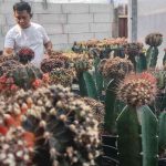 Ada Aja Ide Pemuda Jombang, Budidaya Kaktus Hias untuk Dapat Cuan