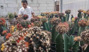 Ada Aja Ide Pemuda Jombang, Budidaya Kaktus Hias untuk Dapat Cuan