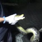IMG-20230508-WA0003 Ular Piton 4 Meter Kepergok di Kandang Ayam Warga Jombang, Menyerang saat Ditangkap