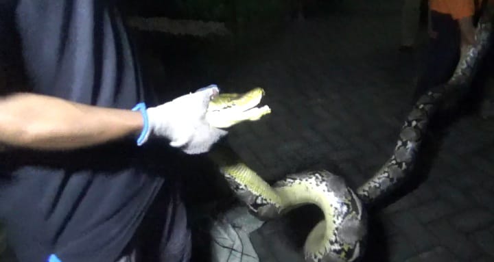 Ular Piton 4 Meter Kepergok di Kandang Ayam Warga Jombang, Menyerang saat Ditangkap
