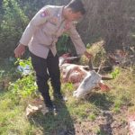 Viral Temuan Sapi Betina Dimutilasi 7 Bagian di Lahan Perhutani Tuban, Polisi Turun Tangan