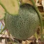 Melon Ponik, Inovasi Petani Milenial Kedungrejo Kabupaten Jombang