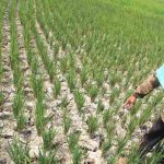 Ratusan Hektar Tanaman Padi di Jombang Terancam Gagal Panen, Ini Penyebabnya