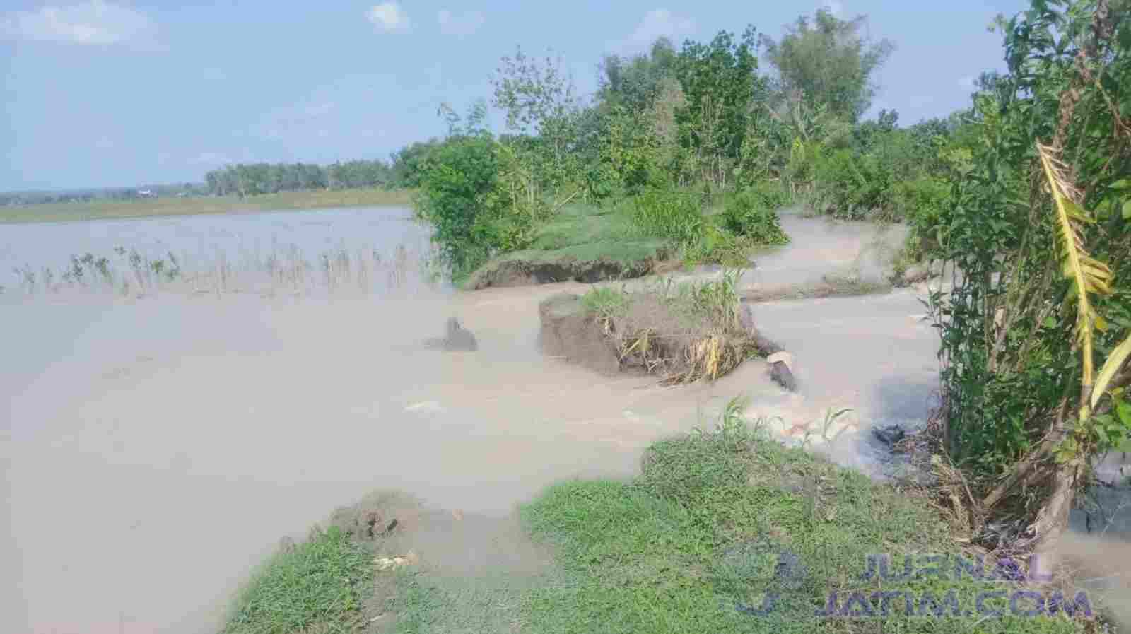 Ratusan Hektar Sawah di Jombang Terendam Akibat Tanggul Sungai Jebol