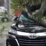 Lihat, Mobil Tertimpa Pohon Tumbang saat Hujan Angin di Jombang